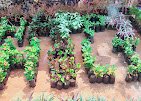 SSV – Garden service, Plant Nursery, Landscape Designer – Online Gardeners in Visakhapatnam, Andhra Pradesh