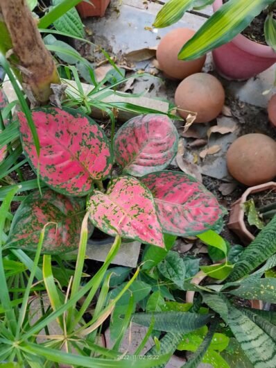 Shiva – Garden service, Plant Nursery – Online Gardeners in Sagar, Madhya Pradesh
