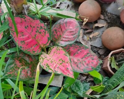 Shiva – Garden service, Plant Nursery – Online Gardeners in Sagar, Madhya Pradesh