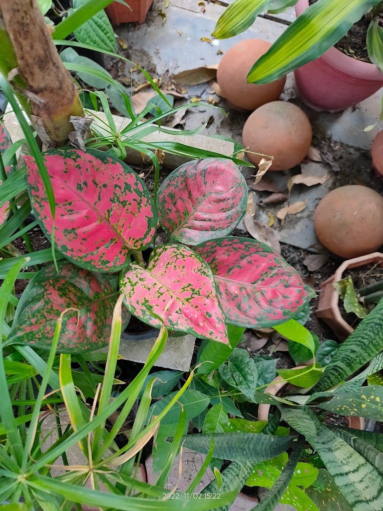 Shiva – Garden service, Plant Nursery – Online Gardeners in Sagar, Madhya Pradesh