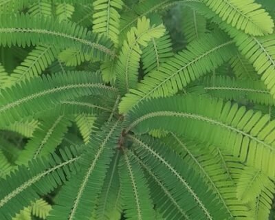 Shiva – Garden service, Plant Nursery – Online Gardeners in Sagar, Madhya Pradesh