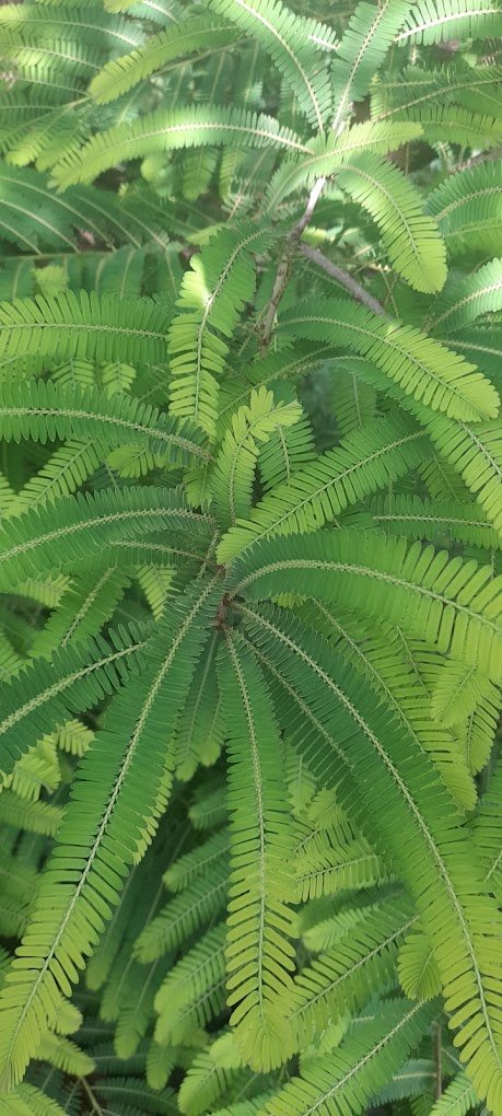 Shiva – Garden service, Plant Nursery – Online Gardeners in Sagar, Madhya Pradesh