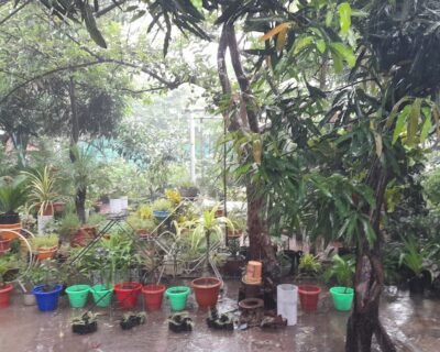 Shiva-Garden-service-Plant-Nursery-Online-Gardeners-in-Sagar-Madhya-Pradesh