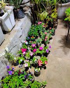 Shiva – Garden service, Plant Nursery – Online Gardeners in Sagar, Madhya Pradesh