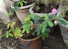 Shiva – Garden service, Plant Nursery – Online Gardeners in Sagar, Madhya Pradesh