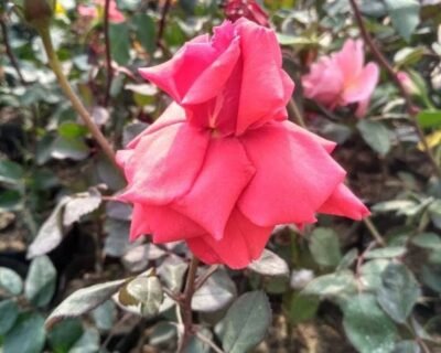 Shivam-Nursery-Online-Gardeners-in-Darbhanga-Bihar-1