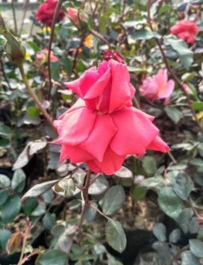 Shivam Nursery – Online Gardeners in Darbhanga, Bihar