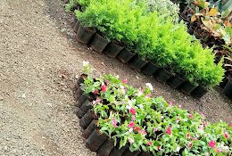 Shree Nathji – Garden service, Plant Nursery, Landscape Designer –  Online Gardeners in Rajkot, Gujarat