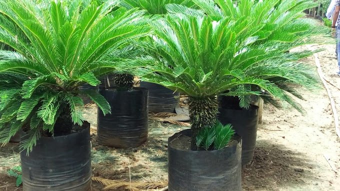Shree Nathji – Garden service, Plant Nursery, Landscape Designer –  Online Gardeners in Rajkot, Gujarat