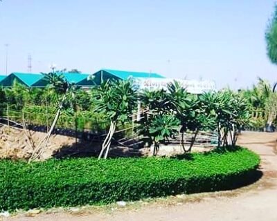 Shree-Nathji-Garden-service-Plant-Nursery-Landscape-Designer-–-Online-Gardeners-in-Rajkot-Gujarat1