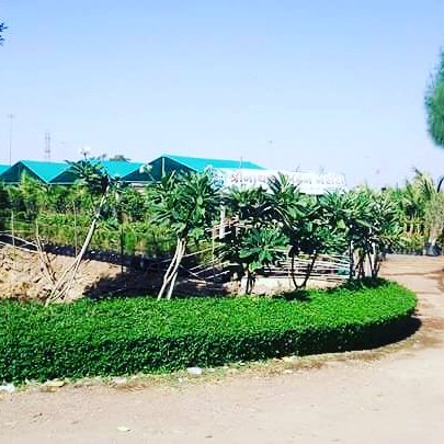 Shree Nathji – Garden service, Plant Nursery, Landscape Designer –  Online Gardeners in Rajkot, Gujarat