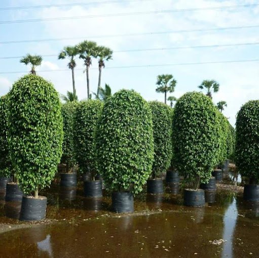 Shree Nathji – Garden service, Plant Nursery, Landscape Designer –  Online Gardeners in Rajkot, Gujarat