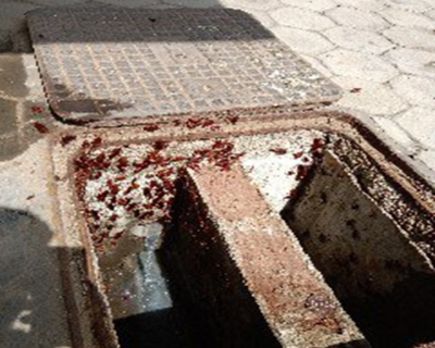 Smash – Pest Control for Residential & Commercial, Best Pest Control Service in Coimbatore, Tamil Nadu