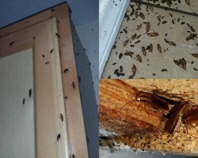 Smash-Pest-Control-for-Residential-Commercial-Best-Pest-Control-Service-in-Coimbatore-Tamil-Nadu-.png7_