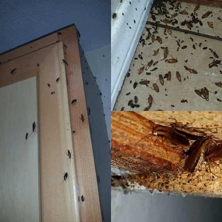 Smash – Pest Control for Residential & Commercial, Best Pest Control Service in Coimbatore, Tamil Nadu