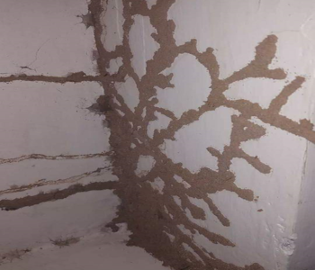 Smash - Pest Control for Residential & Commercial, Best Pest Control Service in Coimbatore, Tamil Nadu