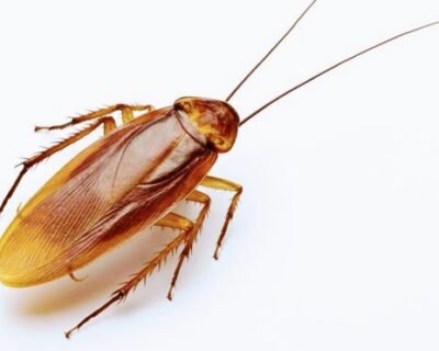 Smash – Pest Control for Residential & Commercial, Best Pest Control Service in Coimbatore, Tamil Nadu