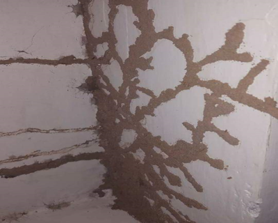 Smash – Pest Control for Residential & Commercial, Best Pest Control Service in Coimbatore, Tamil Nadu