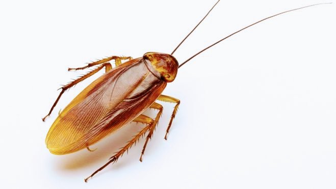 Smash – Pest Control for Residential & Commercial, Best Pest Control Service in Coimbatore, Tamil Nadu
