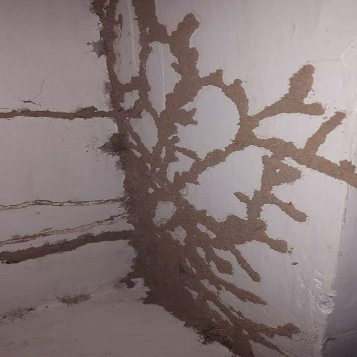 Smash – Pest Control for Residential & Commercial, Best Pest Control Service in Coimbatore, Tamil Nadu