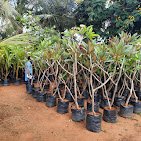 Sri Srinivasa – Garden service, Plant Nursery, Landscape Designer – Online Gardeners in Tirupati, Andhra Pradesh