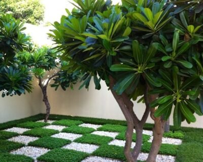 Sri-Vanadurga-Greenwave-Gardening-Landscaping-Gardening-maintenance-Online-Gardeners-in-Hyderabad-Telangana-