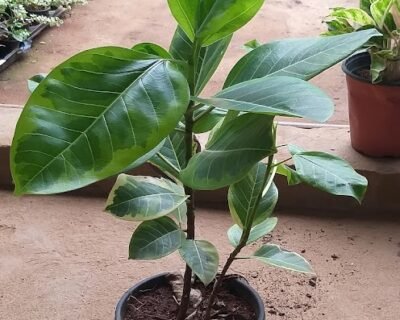Standard Plant Shoppe – Garden service, Wholesale Plant Nursery, Landscape Designer – Online Gardeners in Vijayawada, Andhra Pradesh