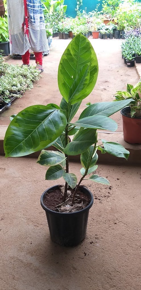 Standard Plant Shoppe – Garden service, Wholesale Plant Nursery, Landscape Designer – Online Gardeners in Vijayawada, Andhra Pradesh