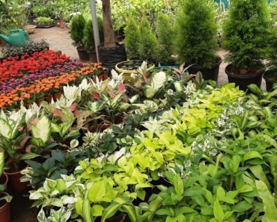 Standard Plant Shoppe – Garden service, Wholesale Plant Nursery, Landscape Designer – Online Gardeners in Vijayawada, Andhra Pradesh