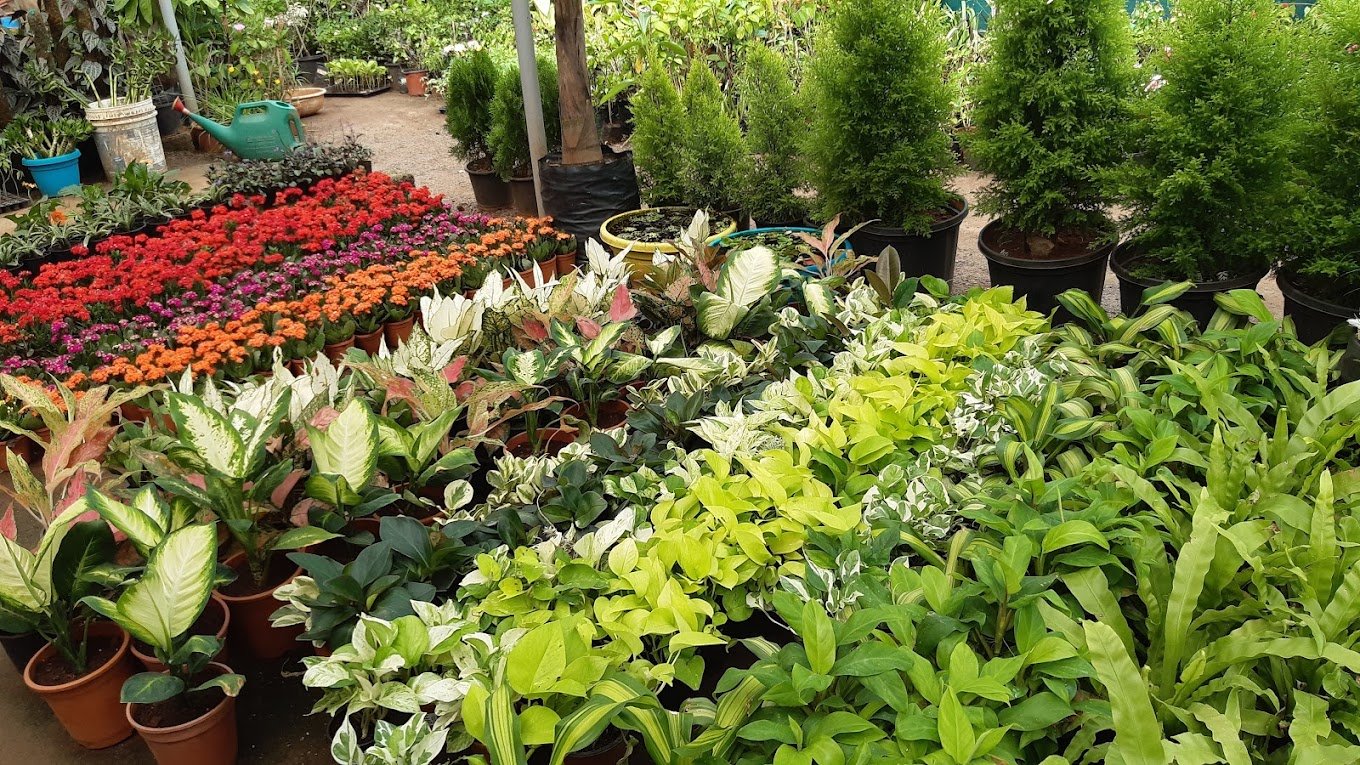 Standard Plant Shoppe – Garden service, Wholesale Plant Nursery, Landscape Designer – Online Gardeners in Vijayawada, Andhra Pradesh