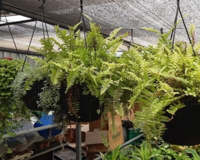 Standard Plant Shoppe – Garden service, Wholesale Plant Nursery, Landscape Designer – Online Gardeners in Vijayawada, Andhra Pradesh