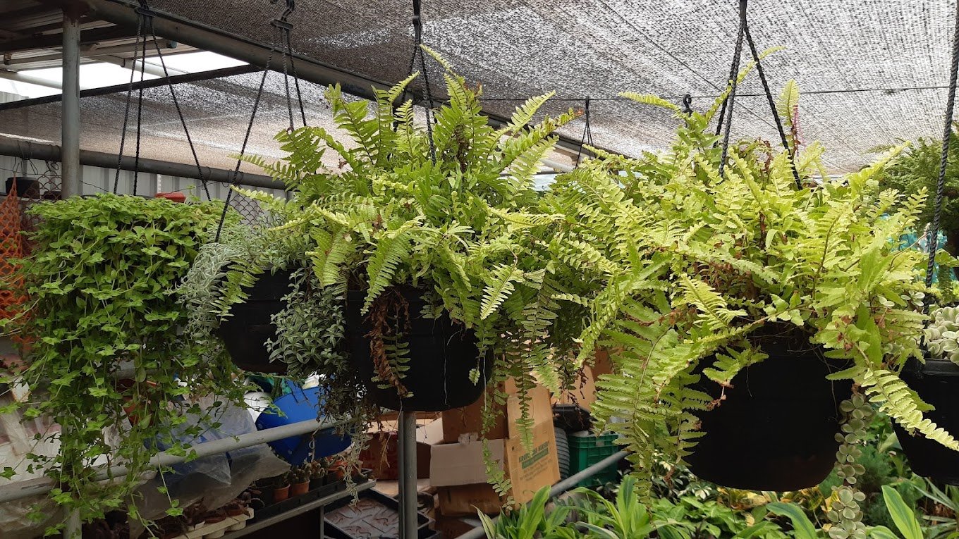 Standard Plant Shoppe – Garden service, Wholesale Plant Nursery, Landscape Designer – Online Gardeners in Vijayawada, Andhra Pradesh