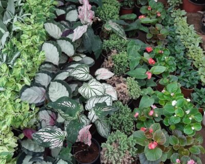 Standard-Plant-Shoppe-Garden-service-Wholesale-Plant-Nursery-Landscape-Designer-Online-Gardeners-in-Vijayawada-Andhra-Pradesh-3