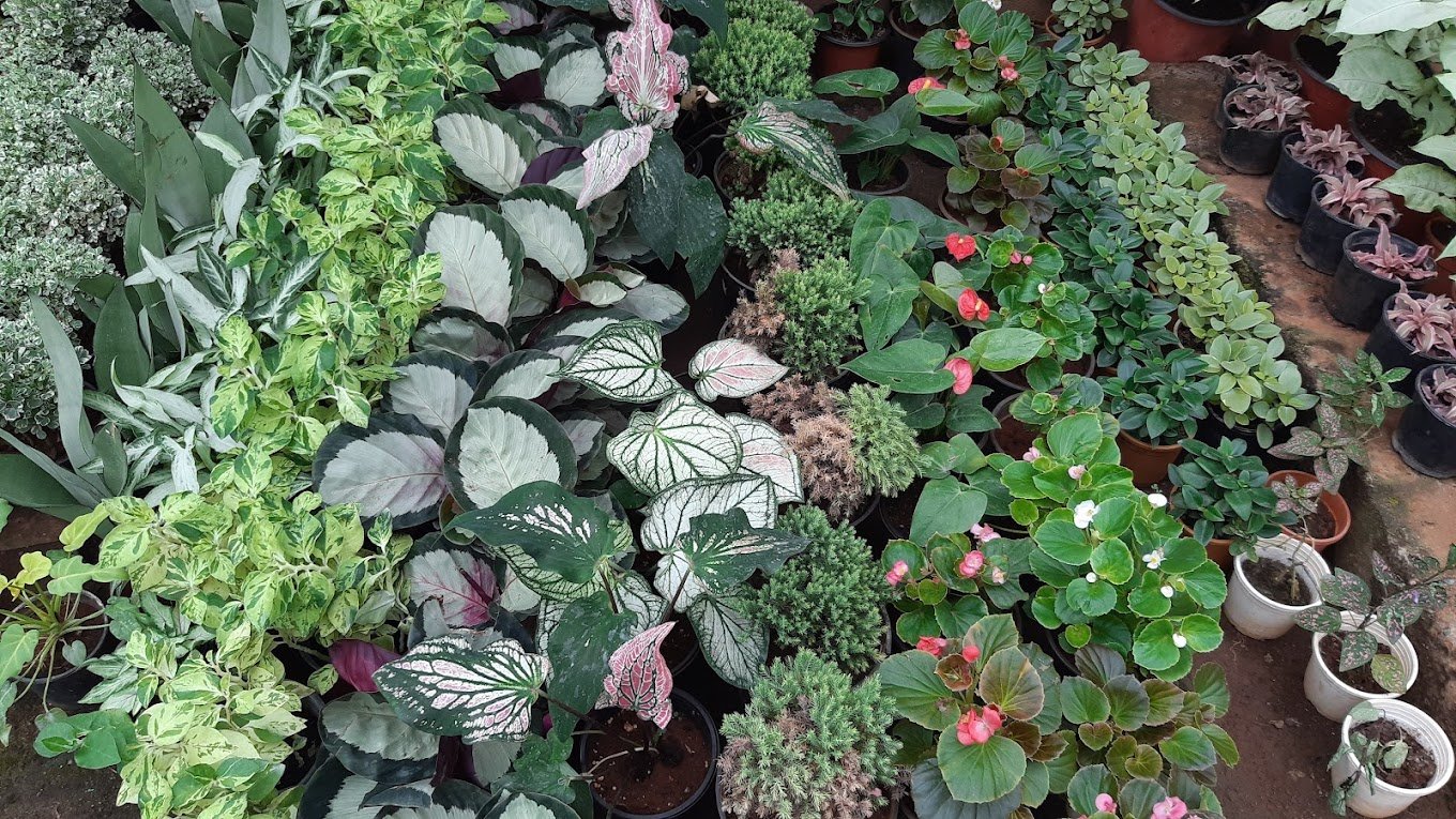 Standard Plant Shoppe – Garden service, Wholesale Plant Nursery, Landscape Designer – Online Gardeners in Vijayawada, Andhra Pradesh