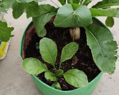 Urban bagwani, Organic Nursery – Online Gardeners in Gwalior, Madhya Pradesh