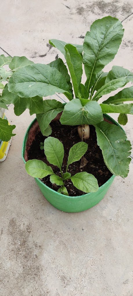 Urban bagwani, Organic Nursery – Online Gardeners in Gwalior, Madhya Pradesh