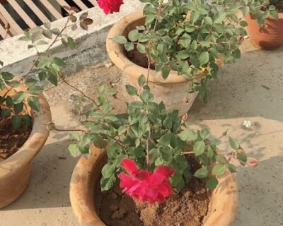 Urban bagwani, Organic Nursery – Online Gardeners in Gwalior, Madhya Pradesh