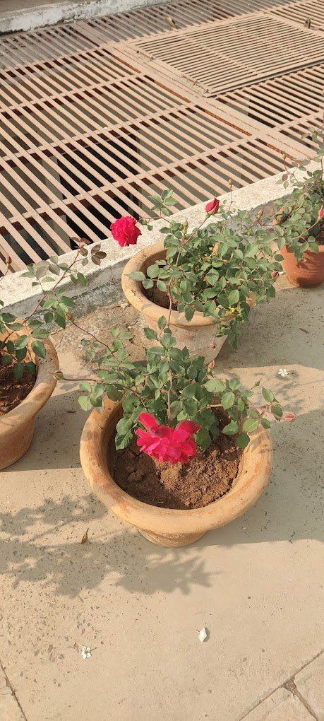 Urban bagwani, Organic Nursery – Online Gardeners in Gwalior, Madhya Pradesh