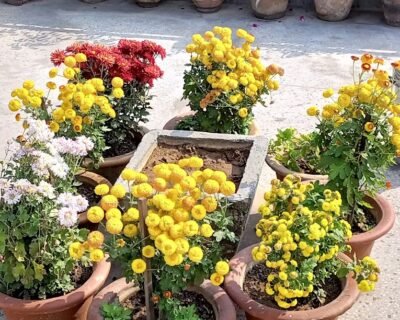 Urban-bagwani-Organic-Nursery-Online-Gardeners-in-Gwalior-Madhya-Pradesh