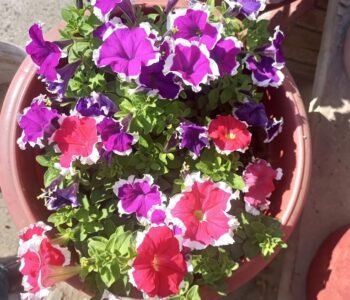 Urban bagwani, Organic Nursery - Online Gardeners in Gwalior, Madhya Pradesh Urban bagwani, Organic Nursery - Online Gardeners in Gwalior, Madhya Pradesh