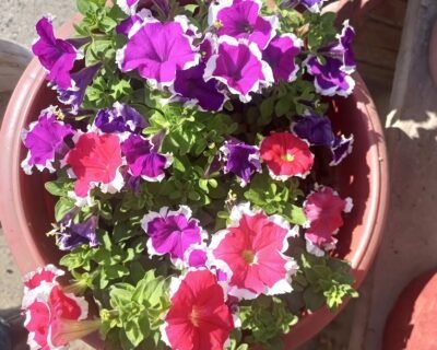 Urban bagwani, Organic Nursery – Online Gardeners in Gwalior, Madhya Pradesh