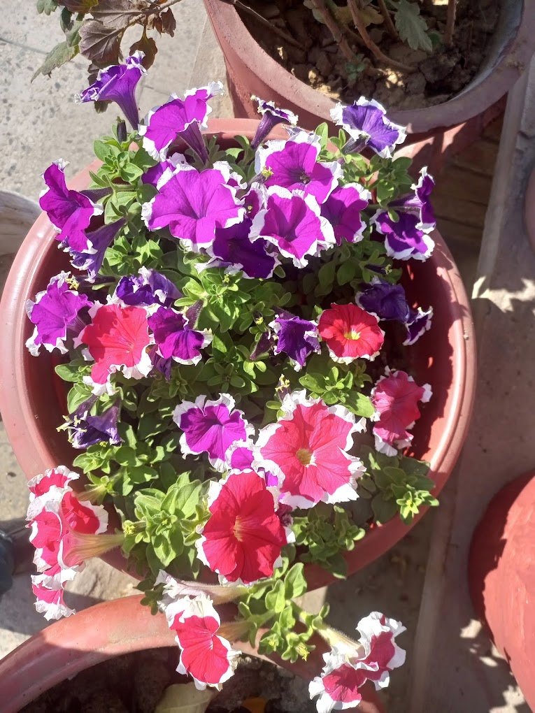 Urban bagwani, Organic Nursery – Online Gardeners in Gwalior, Madhya Pradesh