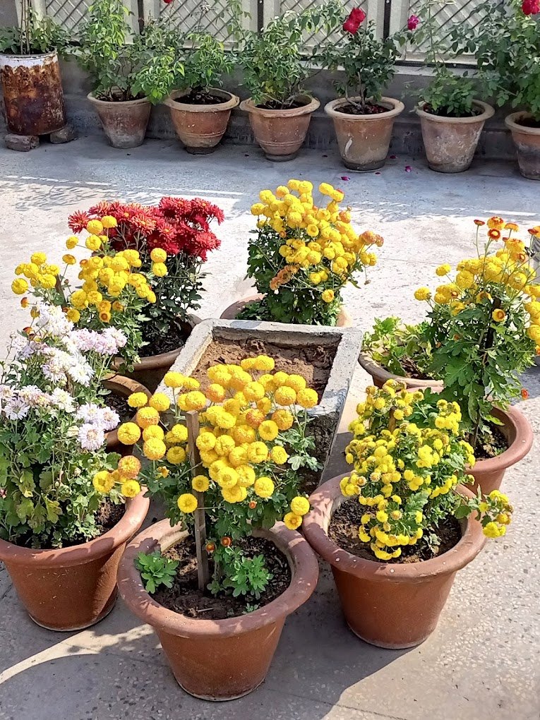 Urban bagwani, Organic Nursery – Online Gardeners in Gwalior, Madhya Pradesh