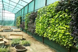 Valencia Greens Catch – Online Gardeners in Noida, Uttar Pradesh