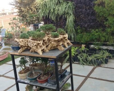 Valencia Greens Catch – Online Gardeners in Noida, Uttar Pradesh