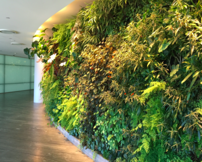 Valencia Greens Catch – Online Gardeners in Noida, Uttar Pradesh