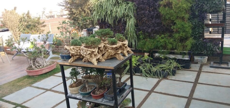 Valencia Greens Catch – Online Gardeners in Noida, Uttar Pradesh