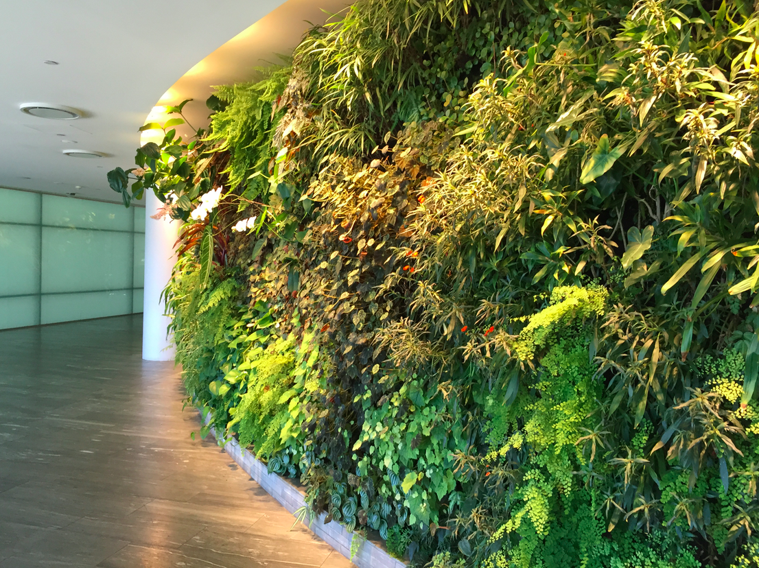 Valencia Greens Catch – Online Gardeners in Noida, Uttar Pradesh