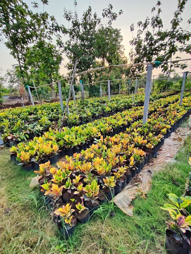 Varsha Nursery – Online Gardeners in Ahmedabad, Gujarat