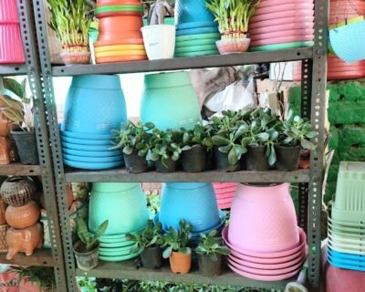 Varsha Nursery – Online Gardeners in Ahmedabad, Gujarat